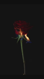 ROSE OF THE REPUBLIC