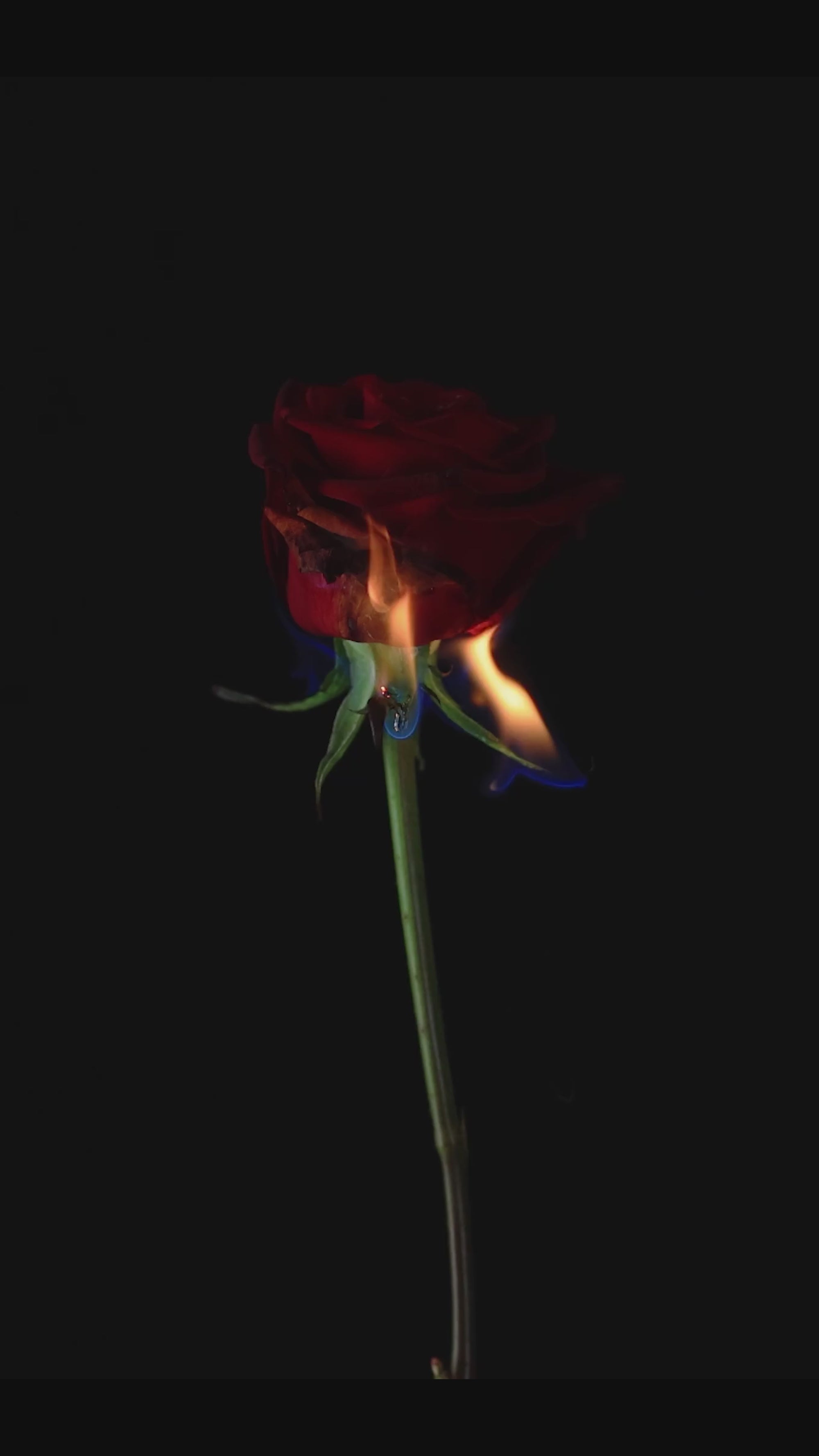 ROSE OF THE REPUBLIC